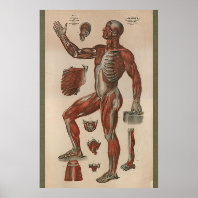 1851 Vintagens muskelanatomdiagram Poster (Framsidan)