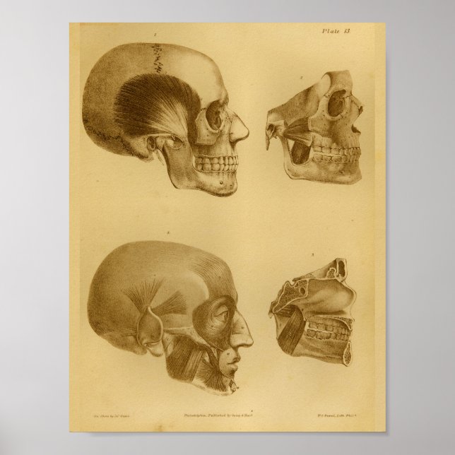1854-Vintagars Jaw Anatomy-utskrift på människa Poster (Framsidan)