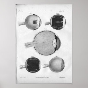 1854-Vintagars Öga-anatomisk utskrift Poster