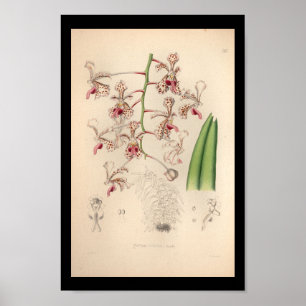 1860-Vintagars Orchid-blomma utskrift Poster