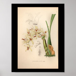 1860-Vintagars Orchid-blomma utskrift Poster