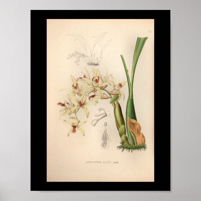 1860-Vintagars Orchid-blomma utskrift Poster (Framsidan)