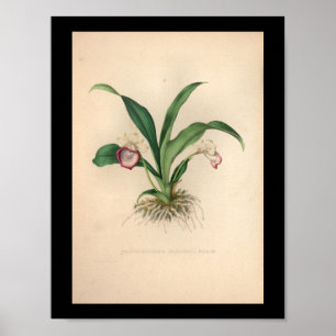 1860-Vintagars Orchid-blomma utskrift Poster