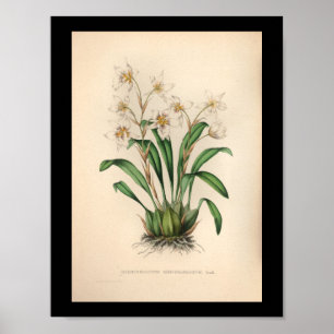 1860-Vintagars Orchid-blomma utskrift Poster