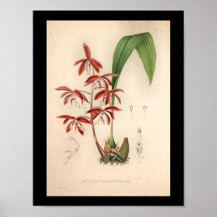 1860-Vintagars Orchid-blomma utskrift Poster