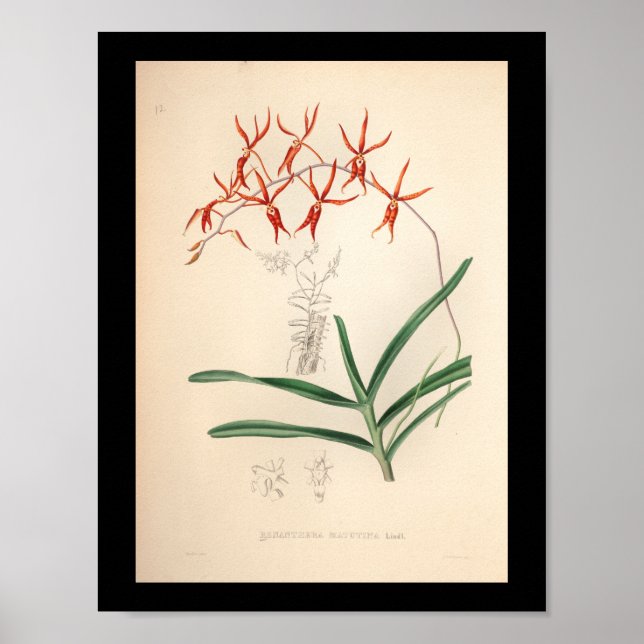 1860-Vintagars Orchid Flower Print Red Poster (Framsidan)