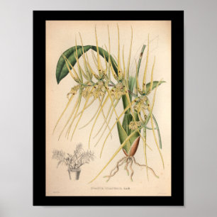 1860 Vintages Gult för Orchid Flower Print Poster