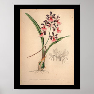 1860 Vintages Lila för Orchid Flower Print Poster
