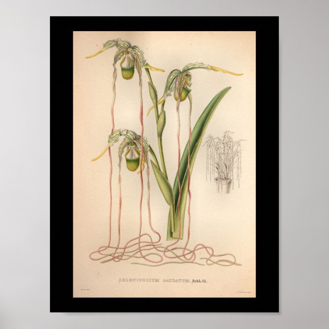 1860 Vintages Rosa för Orchid Flower Print Poster (Framsidan)