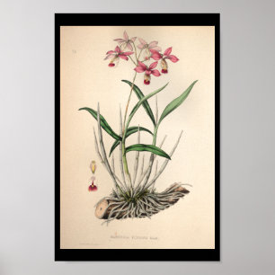 1860 Vintages Rosa för Orchid Flower Print Poster