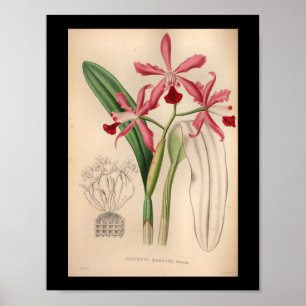 1860 Vintages Rosa för Orchid Flower Print Poster