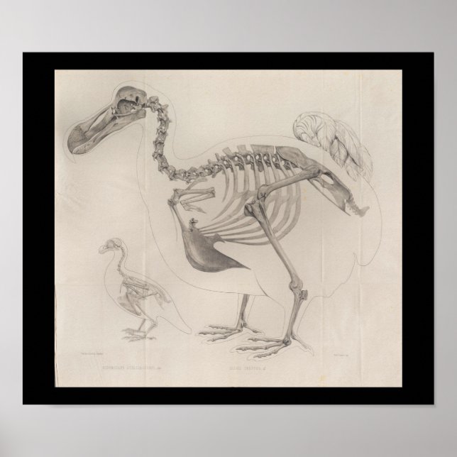 1866 Dodo Bird Skeleton Vintage Skriv ut Poster (Framsidan)