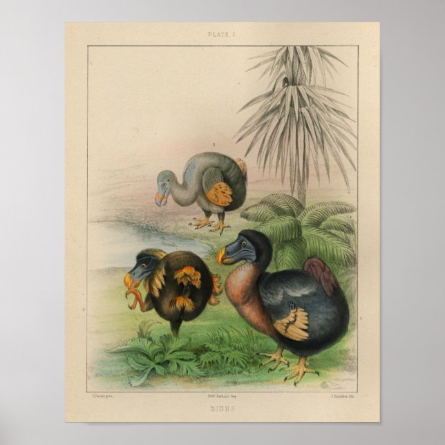 1866 Dodo Bird Vintage Färg Skriv ut Poster (Framsidan)