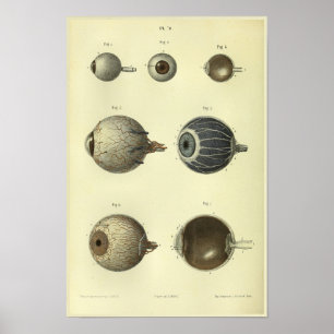 1866 Human Öga Anatomy Print Poster