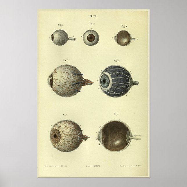 1866 Human Öga Anatomy Print Poster (Framsidan)