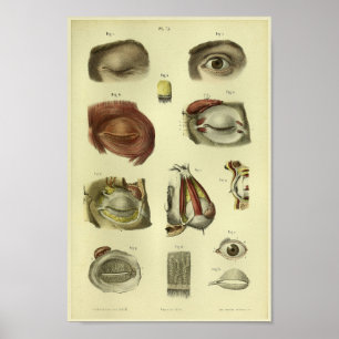 1866 Human Öga Anatomy Print Poster