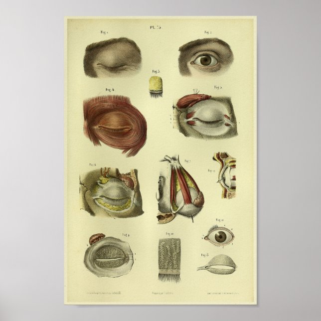 1866 Human Öga Anatomy Print Poster (Framsidan)