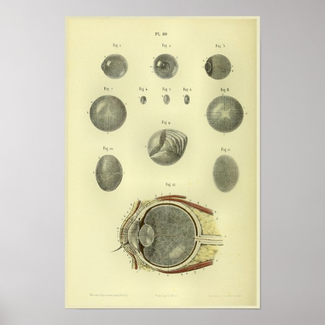 1866 Human Öga Cornea Anatomy Print Poster (Framsidan)