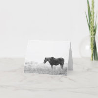 #1866 Vild mustang