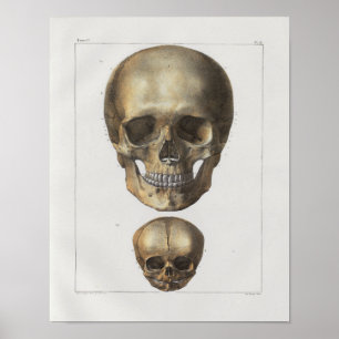 1867 Anatomiskt utskrift av Vintage med humant ska Poster