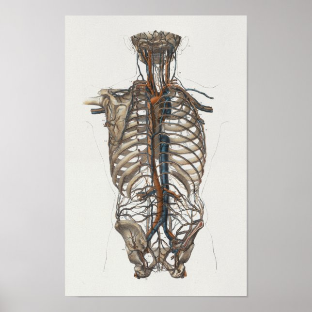 1867 Aorta Skeleton Vintage Anatomy Print Poster (Framsidan)