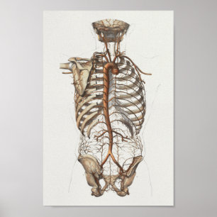 1867 Aorta Skeleton Vintage Anatomy Print Poster