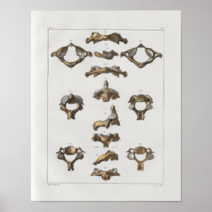 1867 Cervical Vertebrae Vintage Anatomy Print Poster
