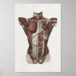 1867 Chest Muscles Vintage Anatomy Print Poster