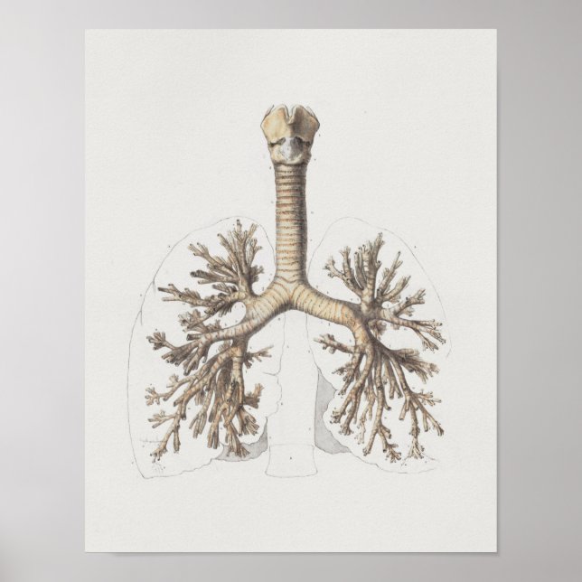 1867 Lungs Bronchi Vintage Anatomy Print Poster (Framsidan)