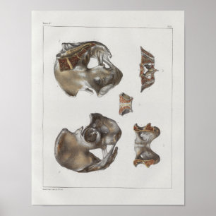 1867 Pelvic Bones Vintage Anatomy Print Poster