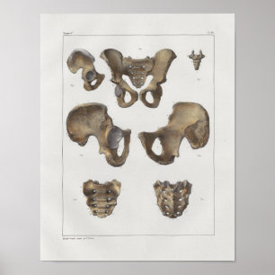 1867 Pelvic Bones Vintage Anatomy Print Poster