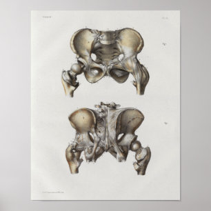 1867 Pelvic Bones Vintage Anatomy Print Poster