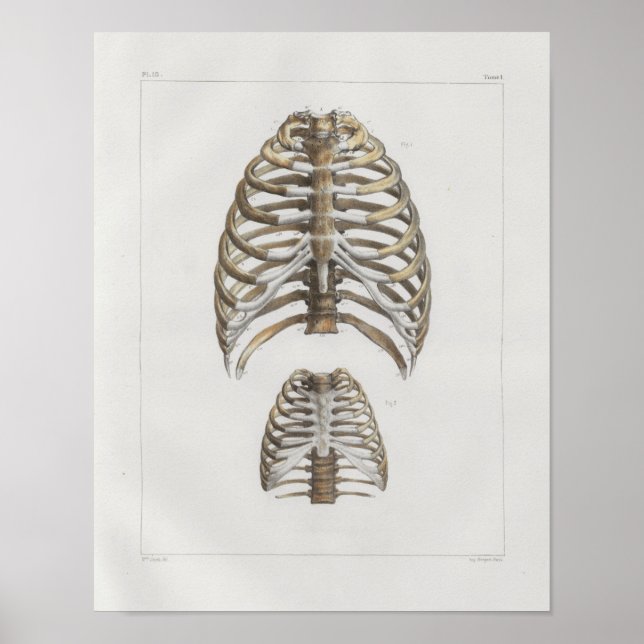 1867 Rib Cage Bones Vintage Anatomy Print Poster (Framsidan)