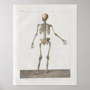 1867 Skeleton Bones Vintage Anatomy Medical Print Poster