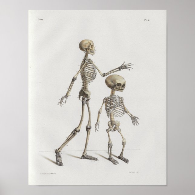 1867 Skeleton Bones Vintage Anatomy Medical Print Poster (Framsidan)
