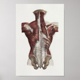1867 Vintage Anatomy Print i bakre Nacke-muskler Poster