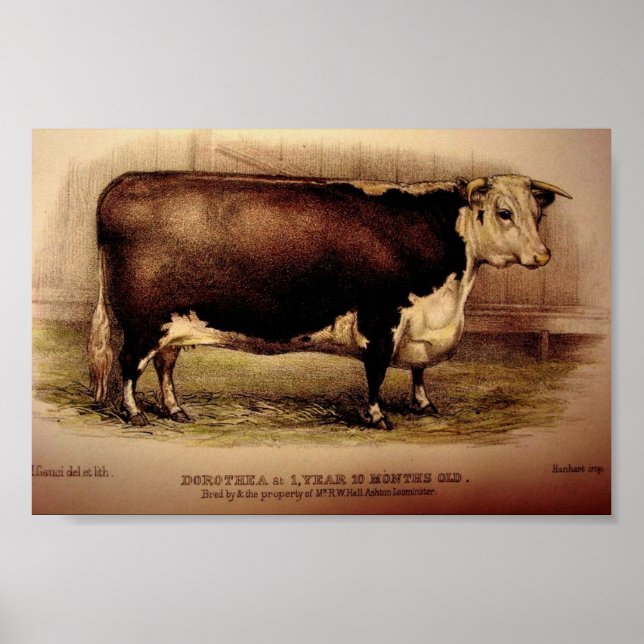 1874 Ledamot i Hereford, Nötkreatur DOROTHEA Poster (Framsidan)