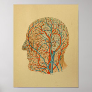 1879 Vintage Anatomy Print Head Arteries Veins Poster