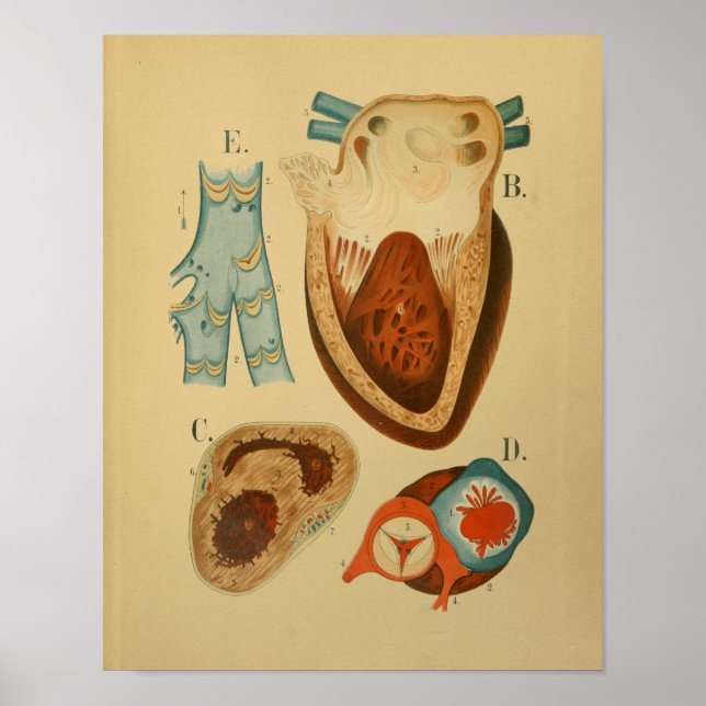 1879 Vintage Anatomy Print Human Heart Internal Poster (Framsidan)