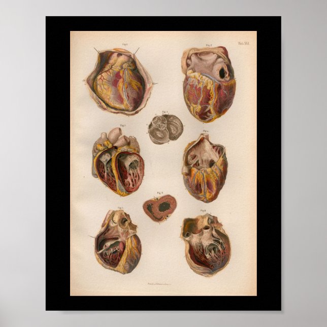 1879 Vintage Bock Anatomy Print Heart Muscles Poster (Framsidan)