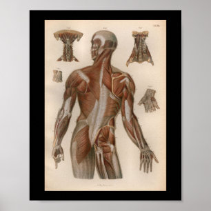 1879 Vintage Bock Anatomy Print Muscles Poster