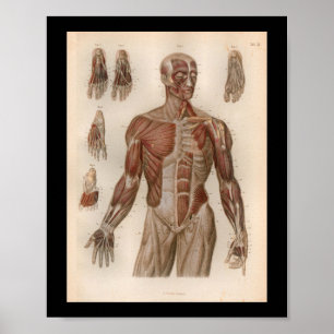 1879 Vintage Bock Anatomy Print Muscles Poster