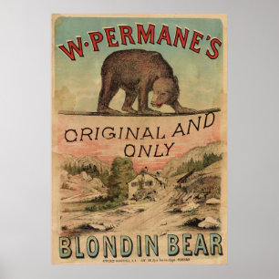 1880 Blondin Bear Vintage Cirkusaffisch Konsttryck Poster