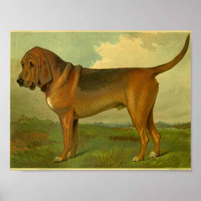 1881 Vintage Blodhound Print Poster (Framsidan)