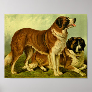 1881 Vintage St. Bernards Skriv ut Poster