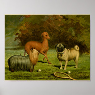 1881 Vintage - Terrier- och Pug-utskrift Poster