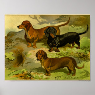 1881-Vintagens Dachshunds-utskrift Poster