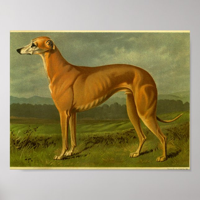1881-Vintagens Greyhound-utskrift Poster (Framsidan)