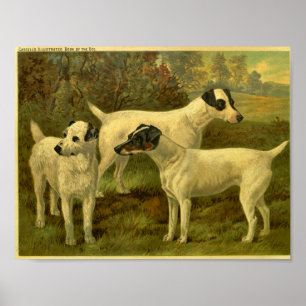 1881-Vintages fox-utskrift Poster