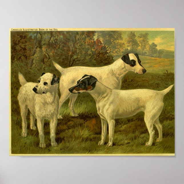 1881-Vintages fox-utskrift Poster (Framsidan)